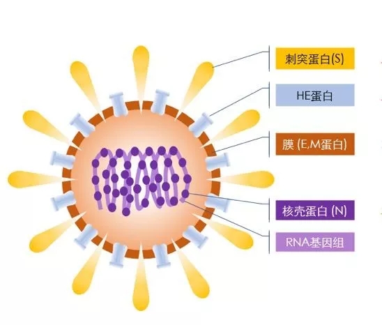 疫情來勢洶洶，如何做好個人防護(hù)？這些問題要明白！ 行業(yè)熱點 第2張