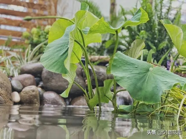 南北花園給排水問題差異大，你知道嗎？ 新聞資訊 第3張