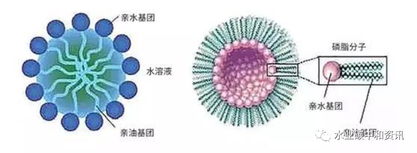 表面活性劑對污水處理效果的影響與機理 新聞資訊 第1張