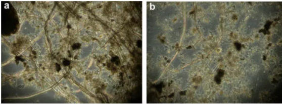 纖維素對污水生物處理系統(tǒng)性能的影響及機(jī)理分析 新聞資訊 第1張