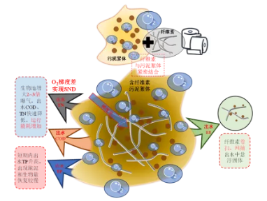 纖維素對污水生物處理系統(tǒng)性能的影響及機(jī)理分析 新聞資訊 第7張